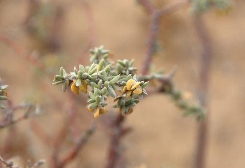 四合木 tetraena mongolica