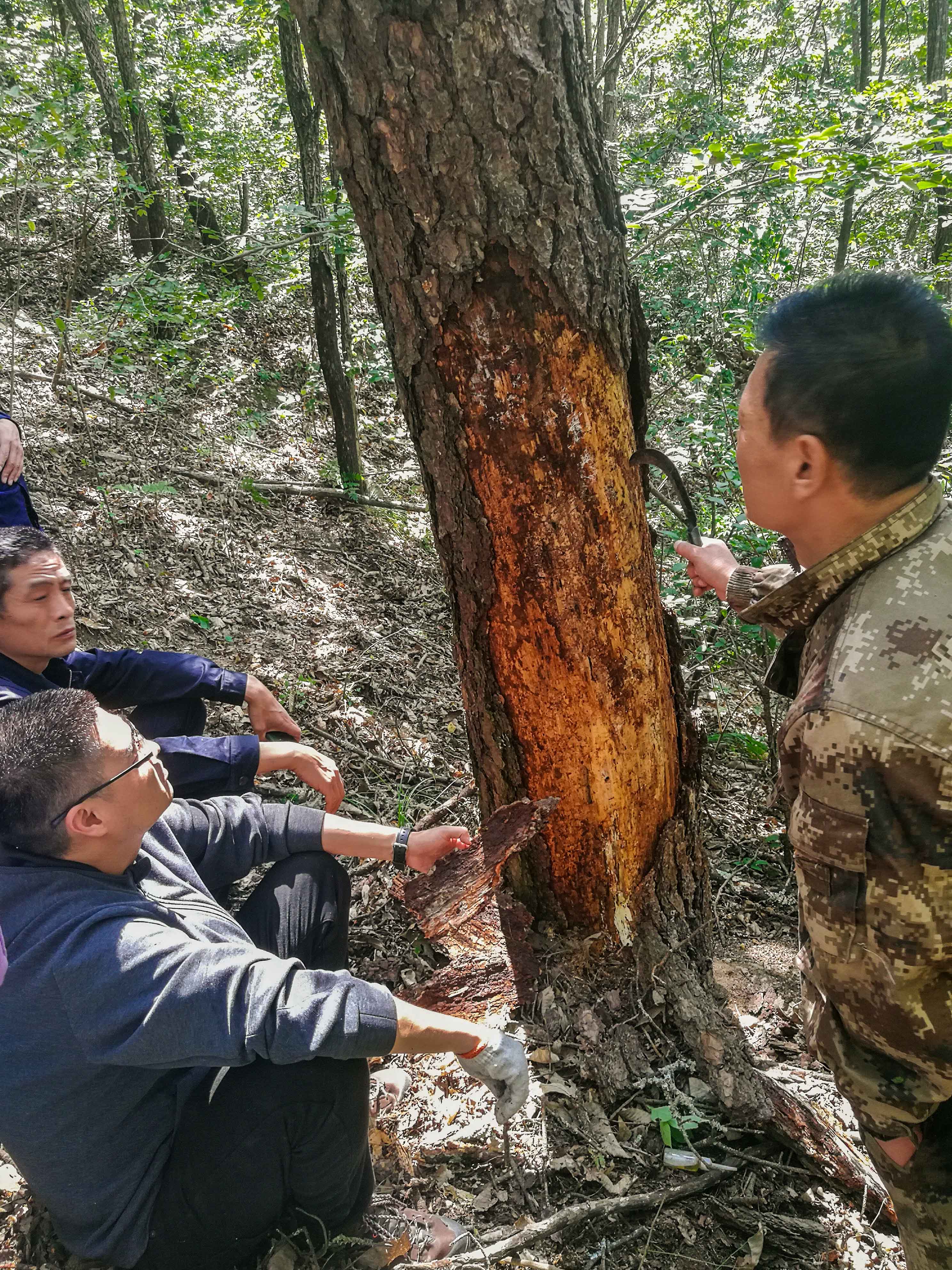 森林保护研究所在省宁西林业局菜子坪林场实地普查松材线虫病