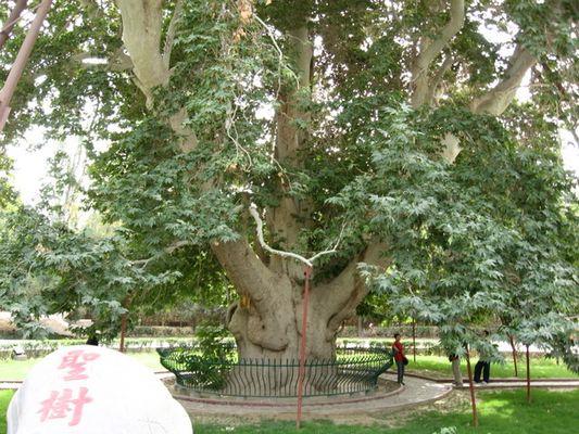 在新疆和田墨玉县阿克萨拉依乡古勒巴格村有一千年梧桐树,树高30米