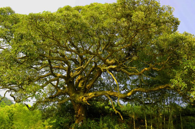 苦槠树是长江南北的分界树,因为它是长江最南段的特有植物,长江以北