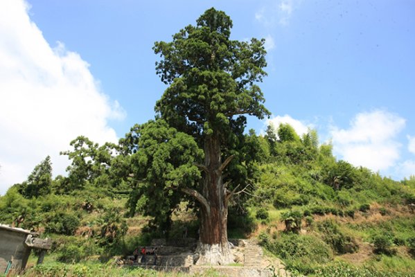 福建柳杉王