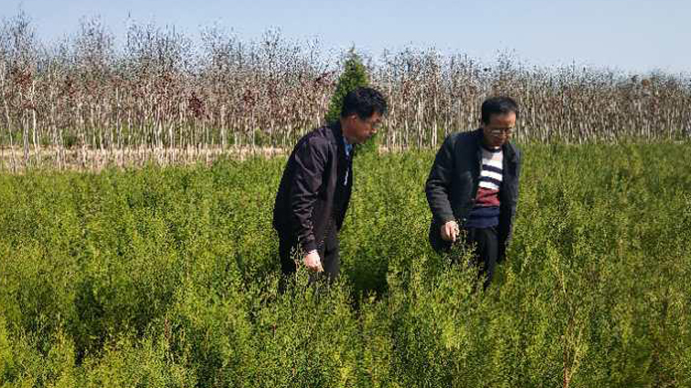 铜川市对林业有害生物防控工作进行督导