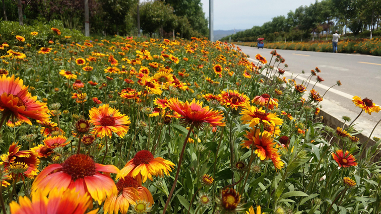 宝鸡市推进市域道路河流滩涂植树种花全覆盖成效明显