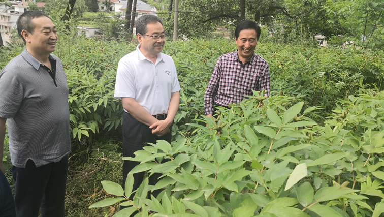 范民康调研油用牡丹产业